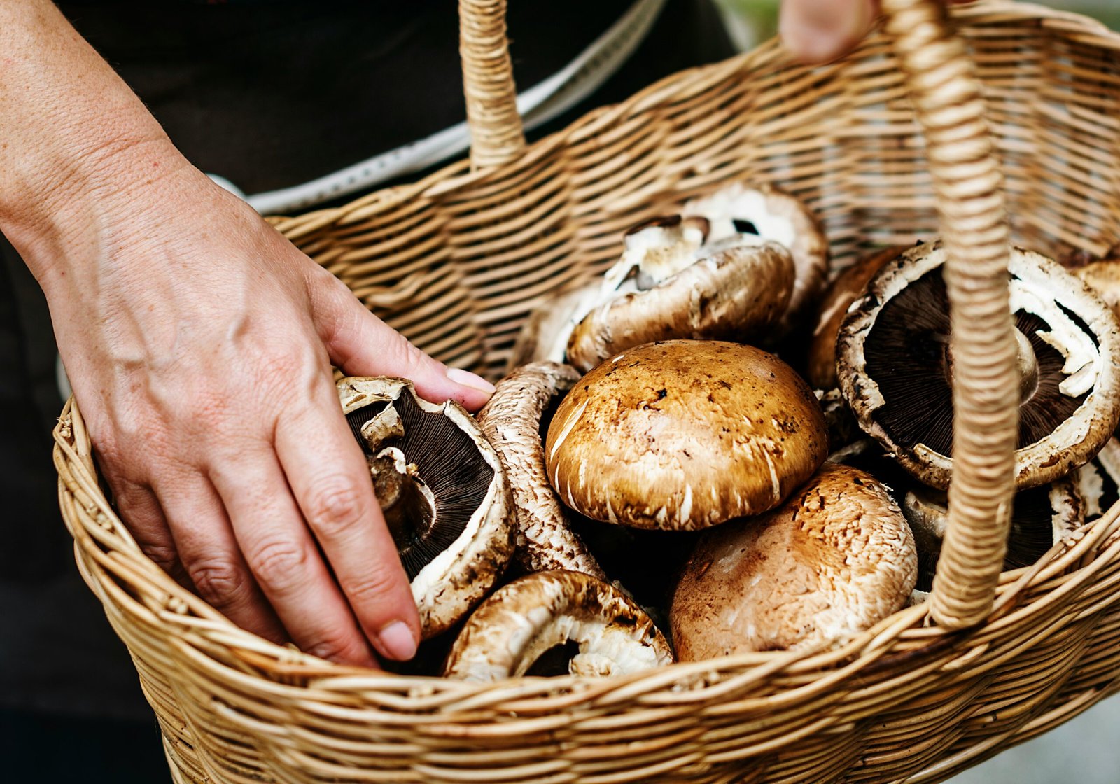 Champignons d'Aurore